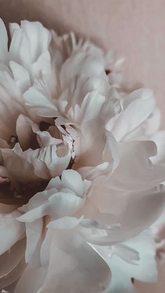 a large white flower sitting on top of a table