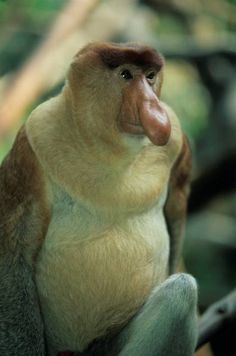 a brown and white monkey sitting on top of a tree