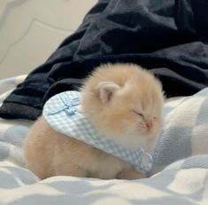 a small kitten wearing a blue and white bib