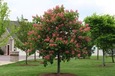 a tree with pink flowers in the middle of a green lawn and some houses behind it