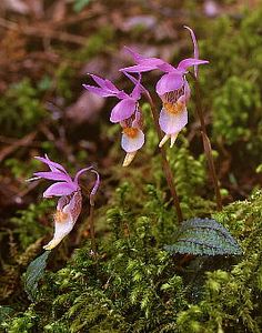 three purple flowers are growing out of the moss