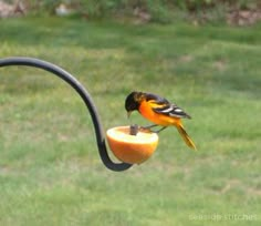 a bird is eating out of an orange bowl on a black pole in the grass