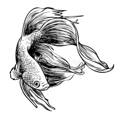 black and white drawing of a goldfish