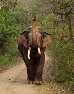 an elephant with tusks walking down a dirt road