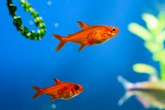 two orange fish swimming in an aquarium