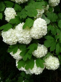 white flowers with green leaves in the foreground