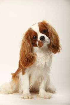 a small brown and white dog sitting down