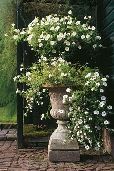 white flowers are growing in an urn outside