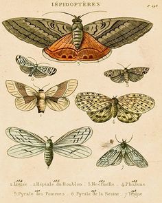 an old book with moths on it and some other insects in the middle one is orange