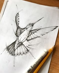 a pencil drawing of a hummingbird on paper