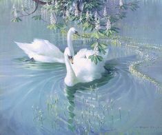 two white swans swimming in the water under a tree with purple flowers and green leaves