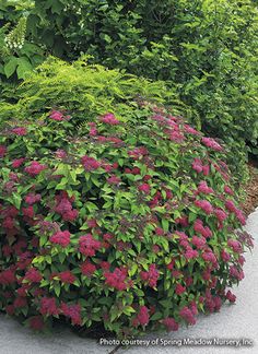 the flowers are blooming all over the ground in this garden area, and it's hard to tell what color they are