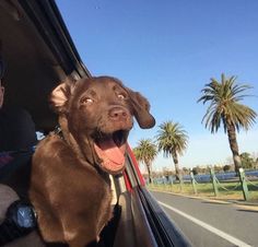 a brown dog sitting in the passenger seat of a car with it's tongue out