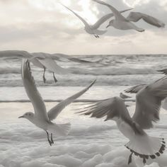 several seagulls flying over the ocean on a cloudy day