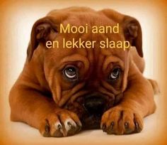 a brown dog laying on top of a white floor next to the words mooi and en leker slap