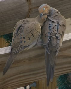 two birds sitting on top of a wooden fence