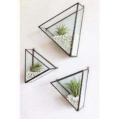 three triangle shaped glass planters with plants in them on a white wall behind it