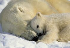 two polar bears cuddle together in the snow