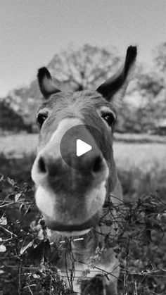 a black and white photo of a donkey looking at the camera