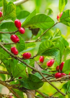 some red berries are growing on a tree