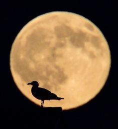 a bird sitting on top of a roof in front of a full moon