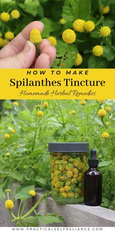 Spilanthes Tincture Toothache Plant Tincture, Spilanthes Tincture, Garden Grimoire, Chervil Herb, Lavender Tincture, Toothache Plant, Tincture Recipes, Herbal Knowledge