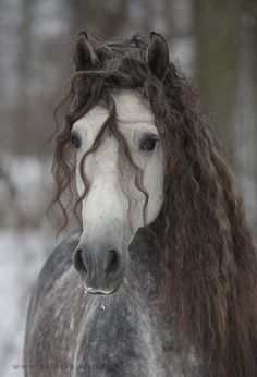 a white and black horse with long hair on it's head standing in the snow