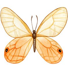 an orange butterfly with large wings on it's back legs and two black eyes