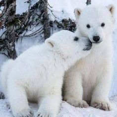 two white polar bears are playing in the snow with their noses touching each other's heads