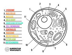 the structure of an animal cell