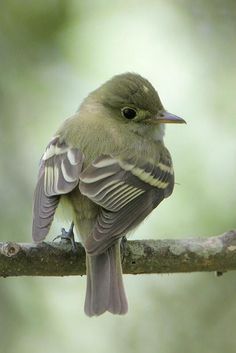 a small bird sitting on top of a tree branch