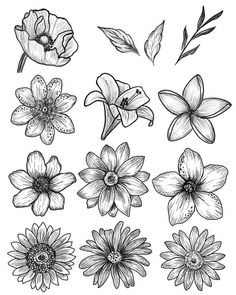 black and white drawing of flowers with leaves on the bottom right hand side, including one large flower