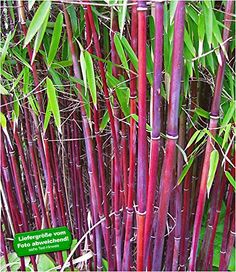 many purple bamboo plants with green leaves in the foreground and on the far side