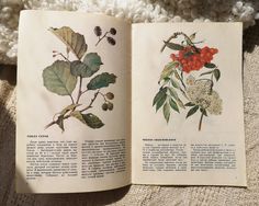 an open book with pictures of flowers and leaves on the pages, sitting on a blanket