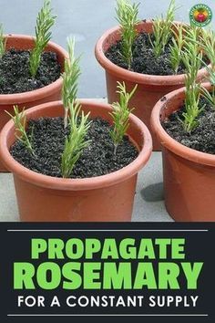 four potted plants with the words propagate rosemary for a constant supply