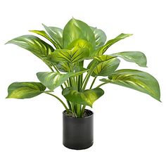 a green plant in a black pot on a white background