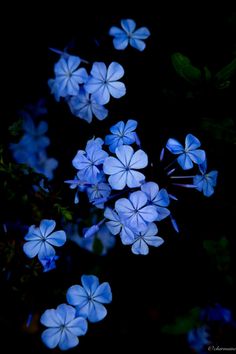 blue flowers are lit up in the dark