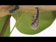 the caterpillars are hanging upside down on the leaf