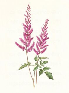 two pink flowers with green leaves are shown in this drawing, and the image appears to be from an antique book