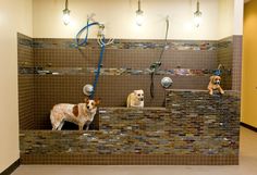 two dogs are sitting in the bathtub with their leashes hanging on the wall