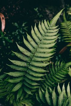 green leaves are growing in the forest