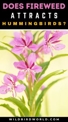 Does Fireweed Attracts Hummingbirds? Fireweed Flower, Attracting Hummingbirds, Quotes Flowers, Saint Helens, Attract Hummingbirds, Signs Of Life, Blogging Quotes, Best Flowers, Pollinator Garden