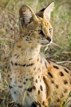 a close up of a cat sitting in the grass