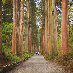 two people walking down a path between tall trees