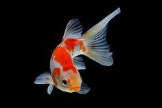 an orange and white fish with black background