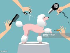 a poodle being groomed by people with scissors and hairdryer stock illustration