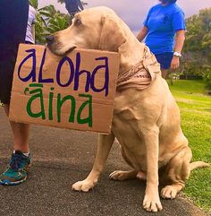 a dog sitting on the ground holding a sign that says aloha and sits next to it's owner