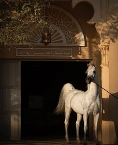 a white horse standing in front of a building