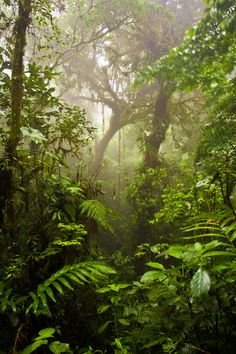 the forest is full of green plants and trees