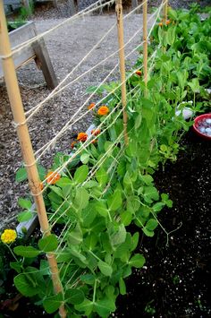 the garden is full of green plants growing in it's own fenced area